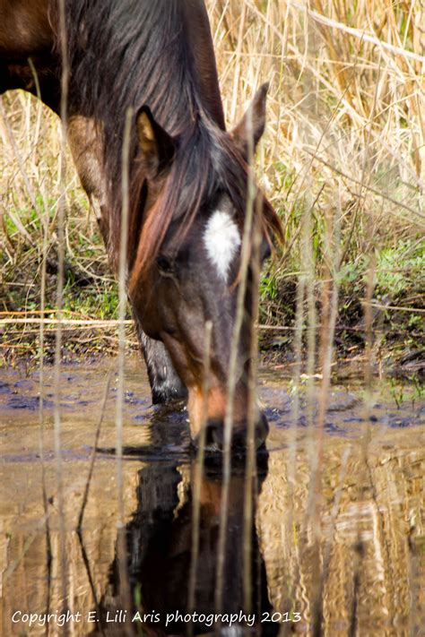 Horse drinking water | Horses, Drinking water, Animals