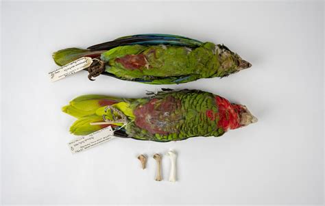 Caribbean parrots thought to be endemic are actually relicts of ...