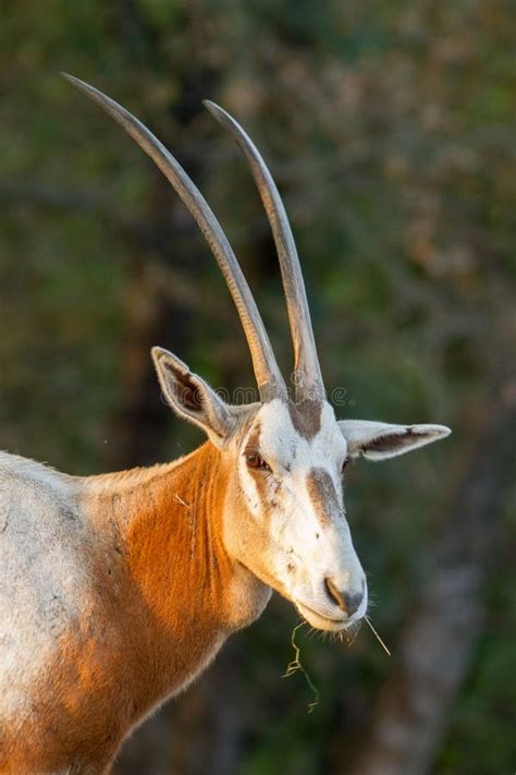 Curious Oryx Antelope Stock Photos - Free & Royalty-Free Stock Photos from Dreamstime