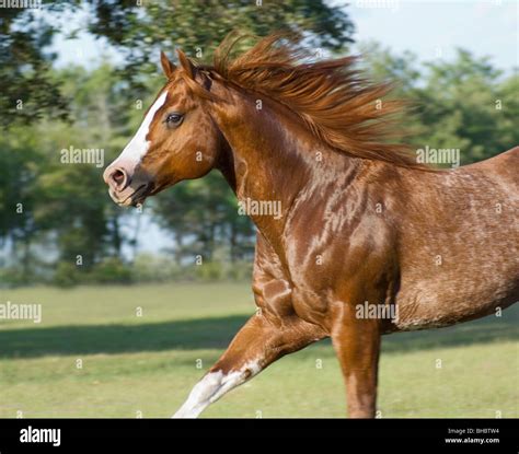 Red roan colored American Quarter Horse stallion Stock Photo - Alamy