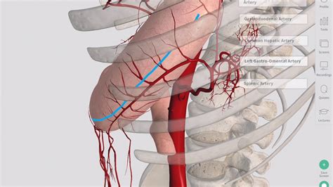 Blood Supply of the Stomach | Complete Anatomy - YouTube