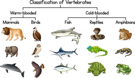 Vertebrates Clip Art