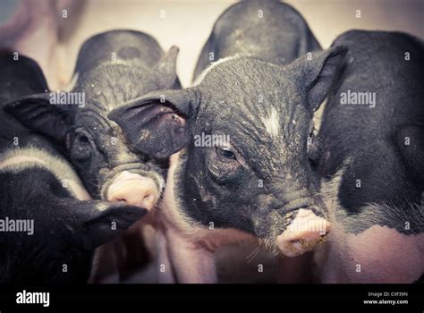 pig baby pet Stock Photo - Alamy