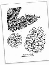19  Pine Cone coloring MatildaAugust sketch template
