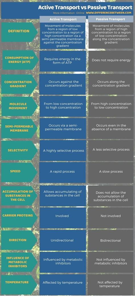 Difference Between Active and Passive Transport - NaimaknoeSoto