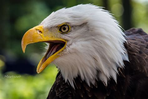 Coffeenuts — Bald Eagle - portrait by Martzart