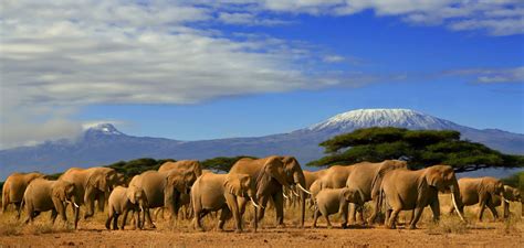 Red Dust Safaris — Amboseli National Park