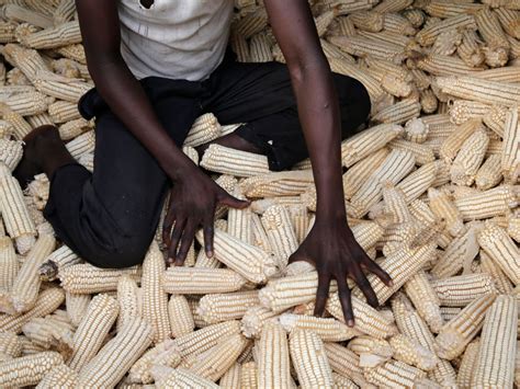 Japan donates maize to improve food security in Zimbabwe - Zimbabwe Situation