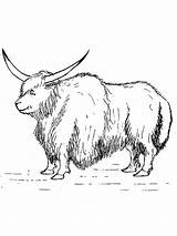 Simple Yak coloring page sketch template