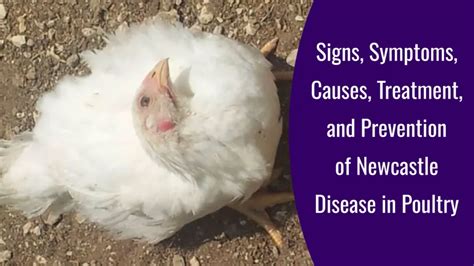 Newcastle Disease in Poultry: Signs, Symptoms, Causes, Treatment ...