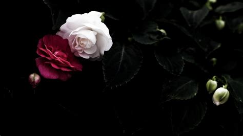 Dark Red Roses Wallpaper (59+ images)