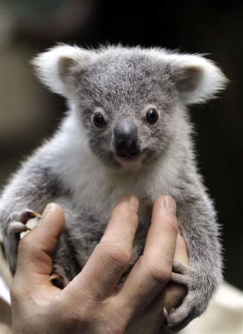 A Baby Koala Bear | Koalas | Cute Animals, Cute baby animals, Baby koala