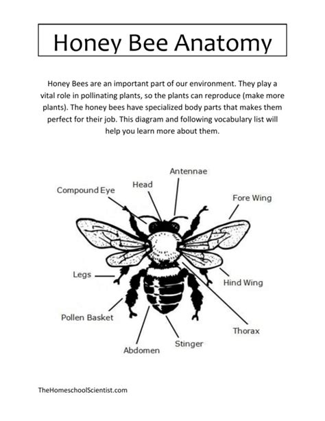 Honey Bee Anatomy - The Homeschool Scientist