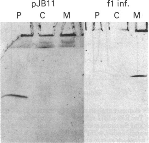 Spheroplast formation and lysis. Cells grown, infected, and labeled as... | Download Scientific ...