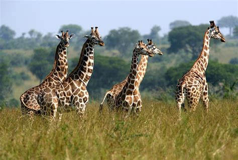 Giraffe Facts For Kids | Giraffe Habitat & Diet