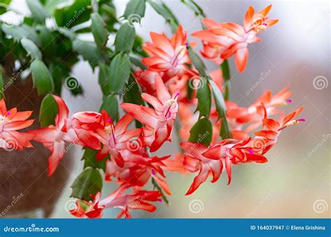 Blooming Schlumbergera Christmas Cactus Houseplant in Flower Pot. Thanksgiving Cactus. Close-up ...