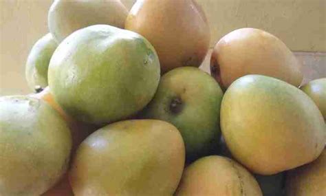 The Best Jamaican Mangoes: A Definitive Guide