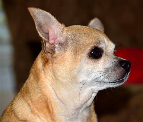 Chihuahua Dog Free Stock Photo - Public Domain Pictures