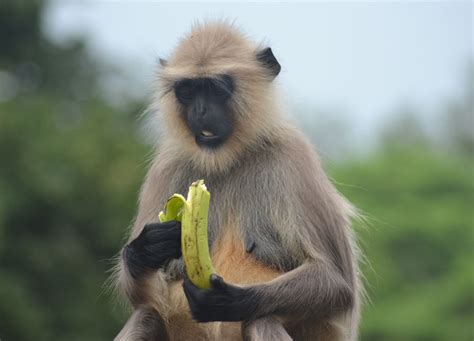 Where to Find Monkeys in Southeast Asia? Thailand, Malaysia and Beyond