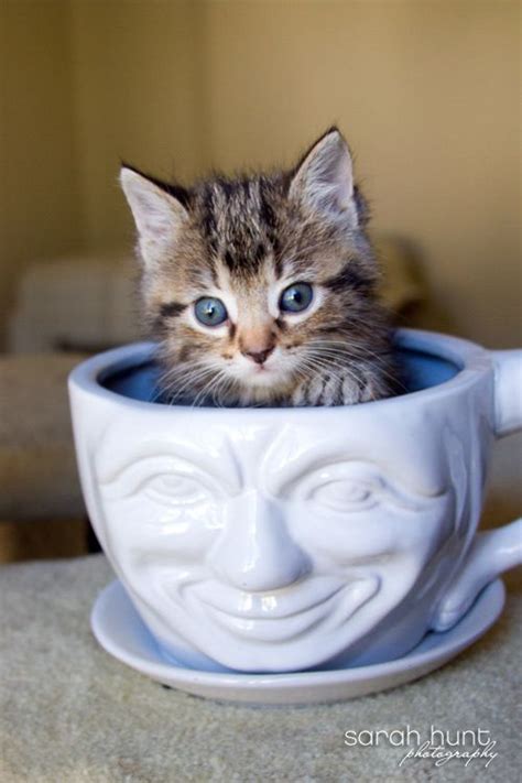 Cute Kittens In Cups | [+] CUTE KITTENS