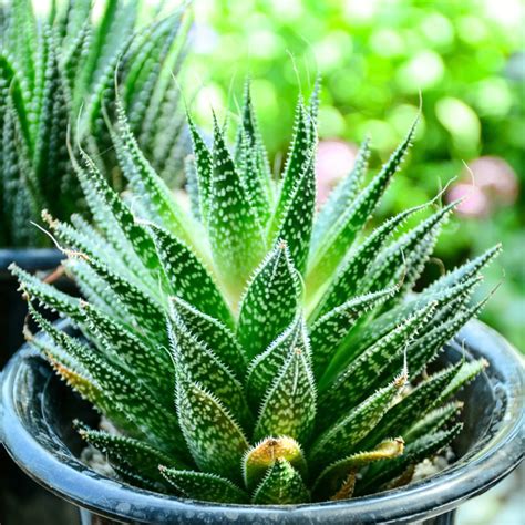 20 Different Types of Aloe Plants - Garden Lovers Club