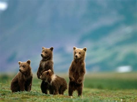 10 HIBERNATION FACTS – BROWN BEARS | Bob Wood Cruise Group