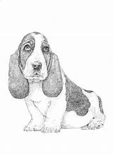 Dog Basset Coloring Pages sketch template