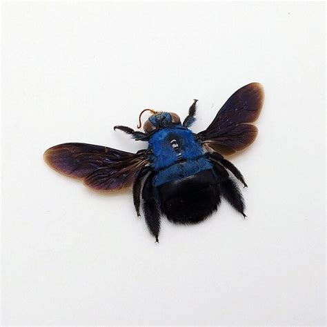 The Blue Carpenter Bee Xylocopa caerulea Insect Specimen | Etsy