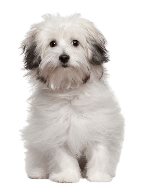 Hypoallergenic Dogs - 32 Breeds you need to know - Prefurred