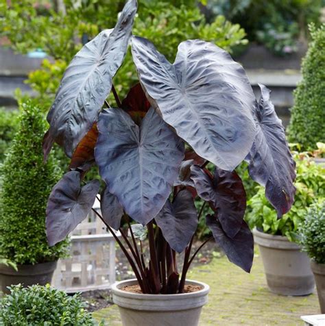 Taro Plants For You Lovers of Ornamental Plants | Bible Gardens