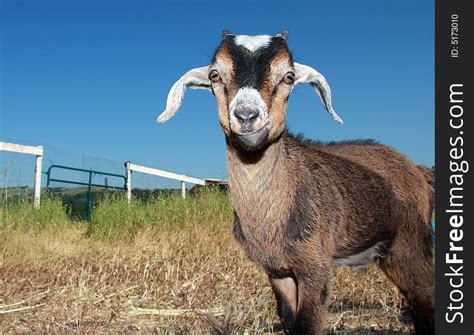 Young Kinder Goat - Free Stock Images & Photos - 5173010 ...