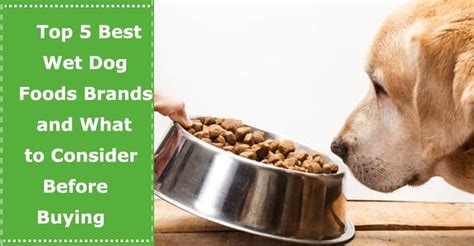 Top 5 Best Wet Dog Foods Brands and What to Consider Before Buying - PetXU