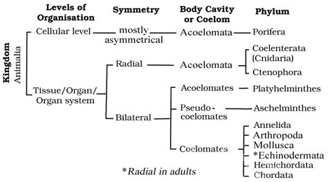 Classification Of Animal Kingdom Nonchordates And Chordates