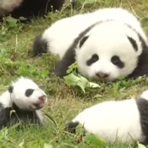 These 36 Newborn Panda Cubs Will Make Your Day