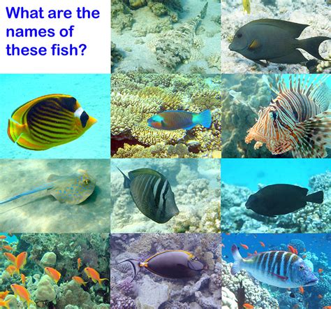 Coral Reef Fish Names