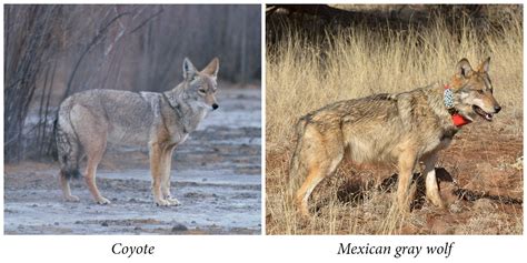 Coyote or Wolf?