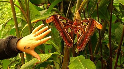 The Atlas moth is amongst the world's largest moths