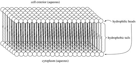 Illustrated Glossary of Organic Chemistry - Phospholipid bilayer