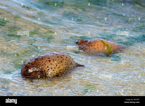 Sea hare with eggs hi-res stock photography and images - Alamy