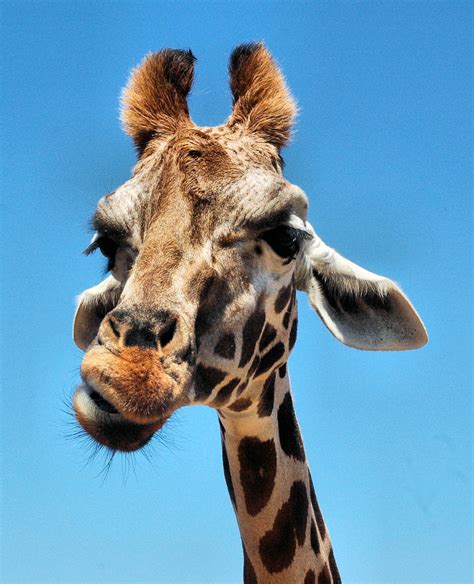 Giraffe Close Up by sodaho on DeviantArt