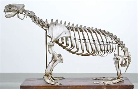 seal skeleton Inuit, Skeleton, Seal, Skeletons, Harbor Seal