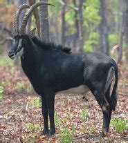 Sable Antelope - Scythe-horned Beauty - pictures and facts