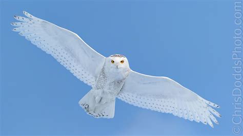 Snowy Owl Workshop Photo Tour with Christopher Dodds — Christopher ...