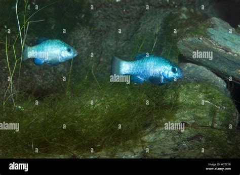 Desert Pupfish (Cyprinodon macularius) pair, Arizona-Sonora Desert Museum, Tucson, Arizona Stock ...