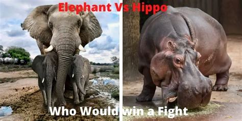 Elephant vs Hippo | Who Would Win in a Fight?