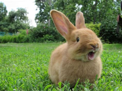 5 Cheapest Rabbits to Keep as Pets - A-Z Animals