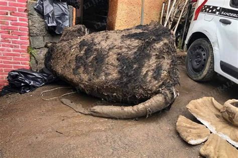 Shocked workers encounter 'giant rat' while cleaning sewers