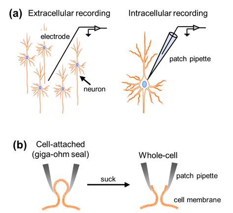 Lesson #2: Analyzing Extracellular Recordings — Teaching & Learning with NWB Datasets