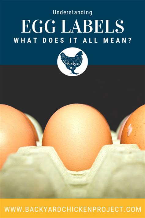 Understanding Egg Labels: Decoding the Grocery Store Egg Carton | Eggs, Eggs for sale, Organic eggs