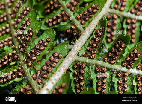 Spores on the underside of a fern leaf Stock Photo - Alamy